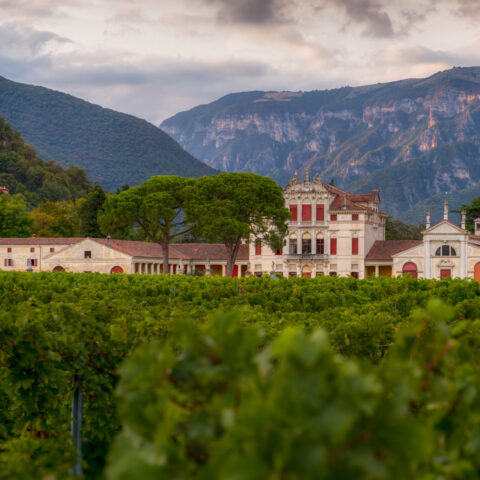cena tra i filari villa angarano