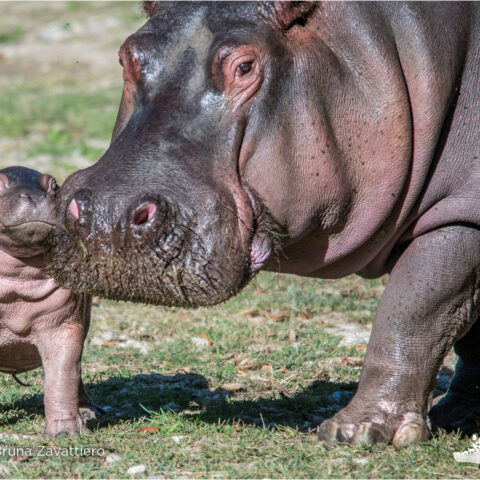 l'ippoptamo Popo a sinistra sorride, è nato al Parco Natura Viva