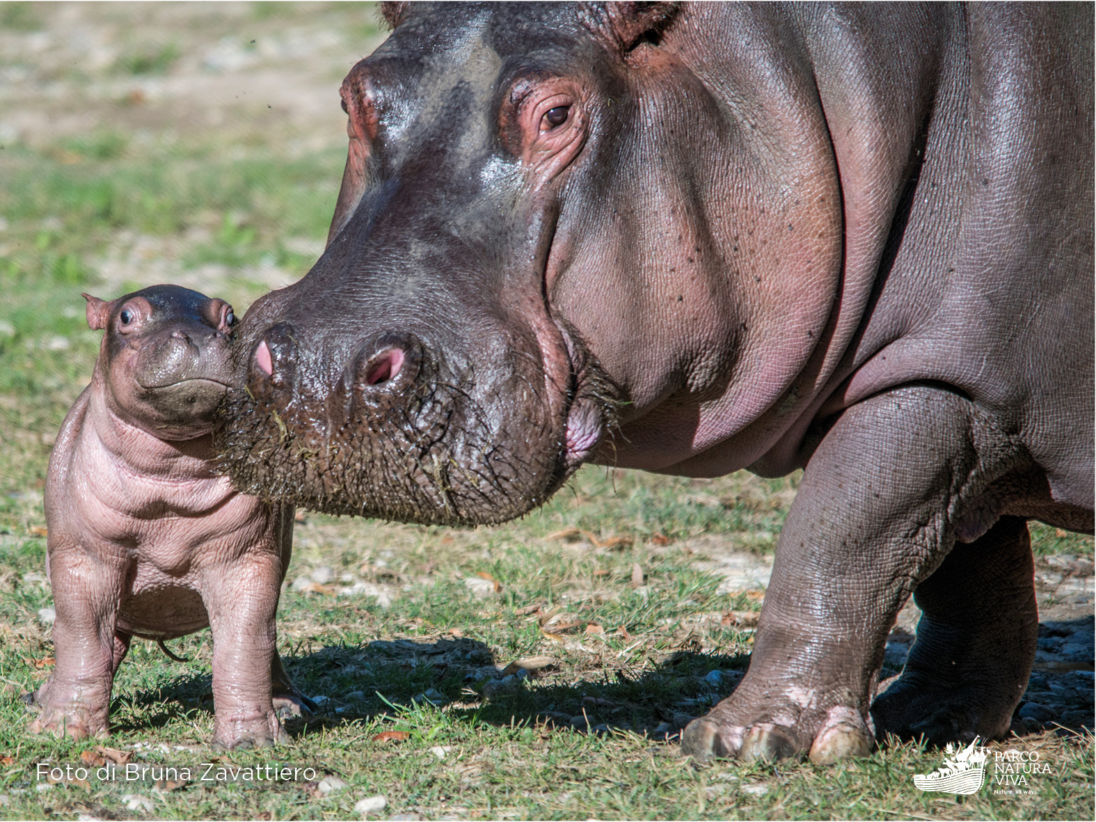 l'ippoptamo Popo a sinistra sorride, è nato al Parco Natura Viva
