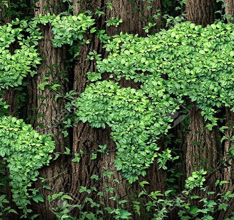 Giornata Mondiale dell'Ambiente 2020