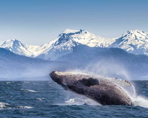 Senza turismo balene Alaska