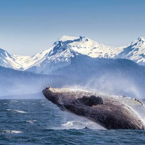 Senza turismo balene Alaska