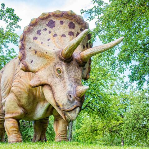 Triceratopo Foto di Hermann Kollinger da Pixabay