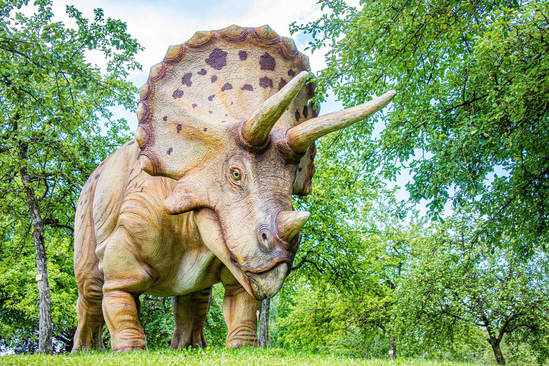 Triceratopo Foto di Hermann Kollinger da Pixabay