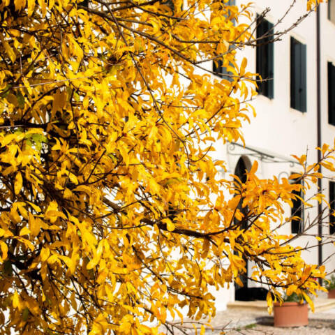 Foliage 2022