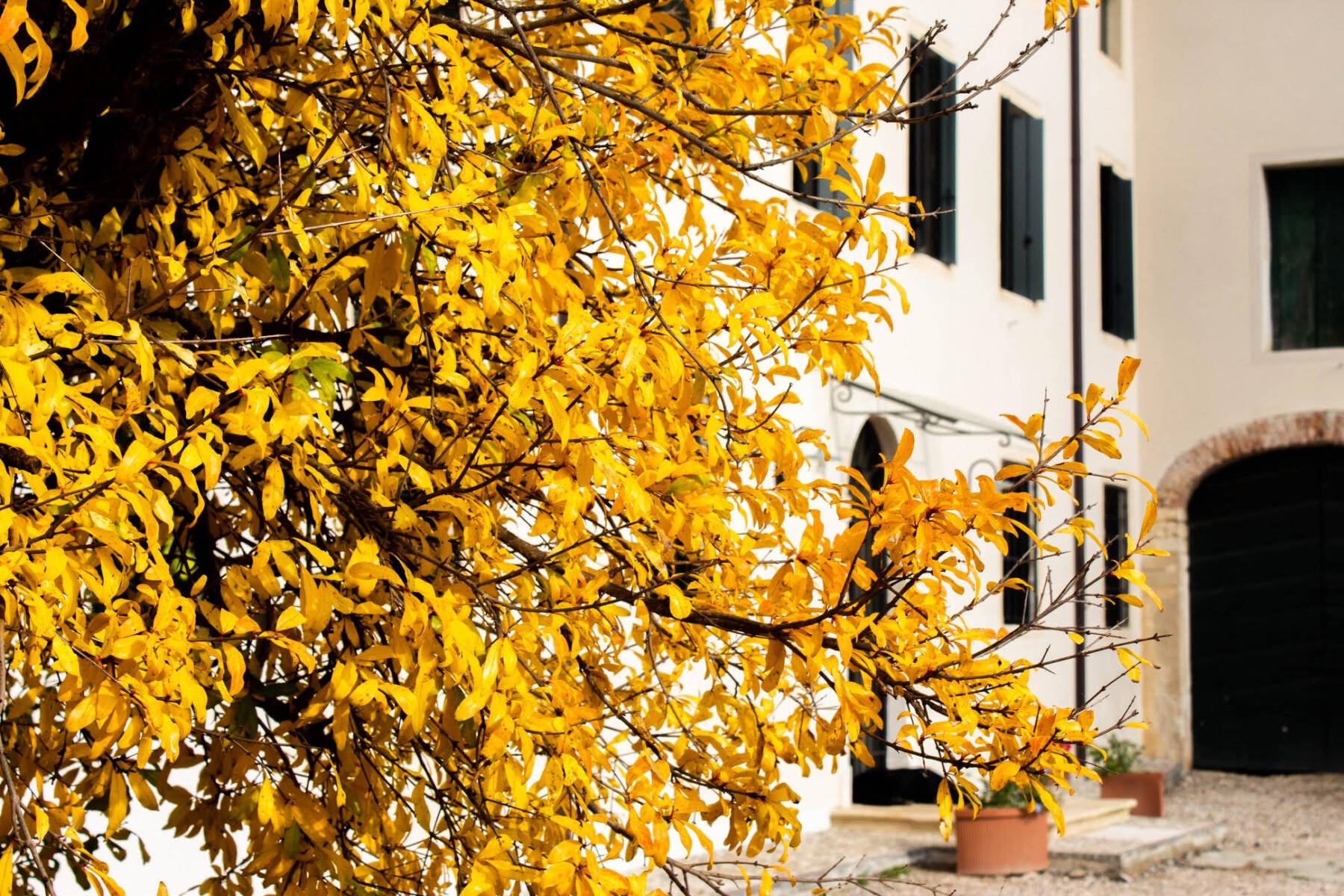Foliage 2022